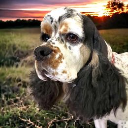 Charlie - Cocker Spaniel