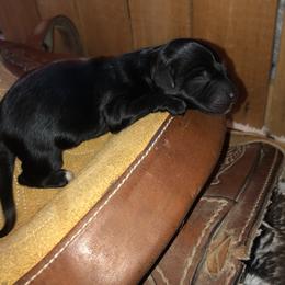 Boy 3 - Aussiedoodle puppy in Paint Rock, Alabama from Kotah’s Kennels