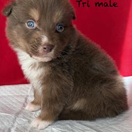 RA6 - Red tri-color male Australian Shepherd puppy in Ada, Ohio from Windy Hill Aussies