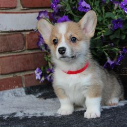 Pembroke Welsh Corgi Puppies from Salted Rim Corgis