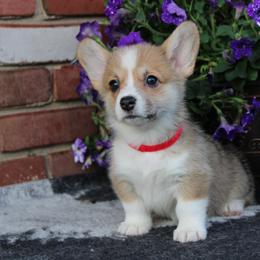 Pembroke Welsh Corgi Puppies from Salted Rim Corgis