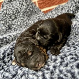 Goldendoodle and Poodle Puppies from SnickerDoodlePups