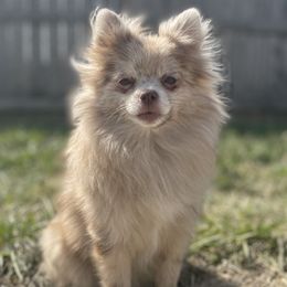 Chanel - Pomeranian