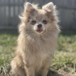 Chanel - Pomeranian