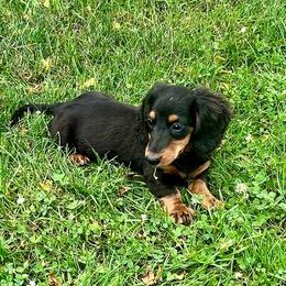 Otto - Black and tan male Dachshund puppy in Litchfield, Michigan from High Country Kennels