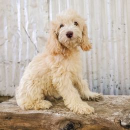 Cockapoo Puppies from Cowboy Country Cockapoos