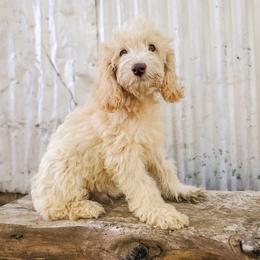 Cockapoo Puppies from Cowboy Country Cockapoos