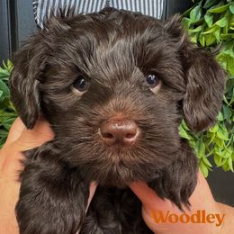 Woodley - Chocolate female Australian Labradoodle puppy in Silver Spring, Maryland from Potomac Australian Labradoodles