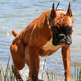 Boxers from RBF