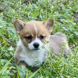 Pembroke Welsh Corgi Puppies from Pembroke Welsh Corgis at Belle Haven