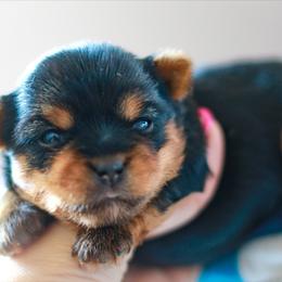 Yorkshire Terrier Puppies from Essence of Grace Yorkies
