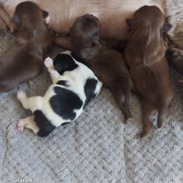 Shih Tzu Puppies from N.F.S.T Imperial ShihTzu Puppies.