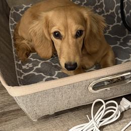 Lady bug - Dachshund