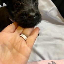 Scottish Terrier Puppies from Moos Scotties