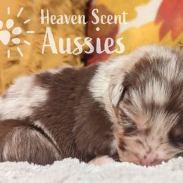 Coco - Red merle Australian Shepherd puppy in Grand Island, Nebraska from Heaven Scent Aussies