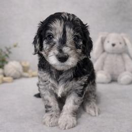 Karen Wheeler - Blue merle female Bernedoodle puppy in Bennett, Colorado from Darling Paws, LLC