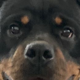 Yatta - Rottweiler