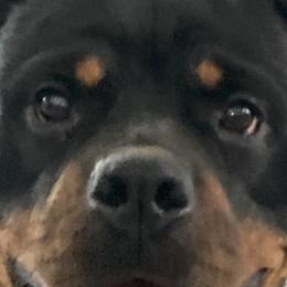 Yatta - Rottweiler