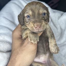 Princess - Red female Dachshund puppy in Los Angeles, California from Mini Doxies R Us