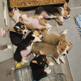 Pembroke Welsh Corgi puppies from Holloway Corgis