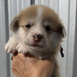 Burgundy Collar Female - Red female Pembroke Welsh Corgi puppy in Victoria, Texas from Clear Creek Corgis