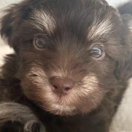 Valentino - Chocolate male Havanese puppy in Arizona from HavaDoggie
