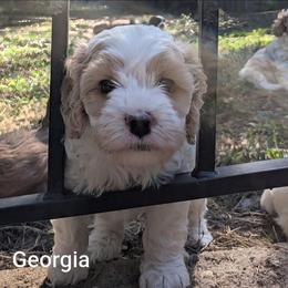 Georgia - Red and white female Cockapoo puppy in Sunset, Louisiana from Cano Cockapoos