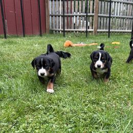 Appenzeller Sennenhund Puppies from HussarRidge