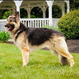 Shiloh Shepherd puppies from Blue Moon Shilohs