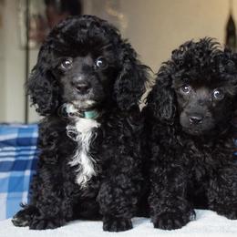 Poodle Puppies from Seattle Sankofa Kennel Club