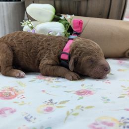 Pink Collar Girl - Red female Cavapoo puppy in Peoria Heights, Illinois from Gardner Lane Puppies