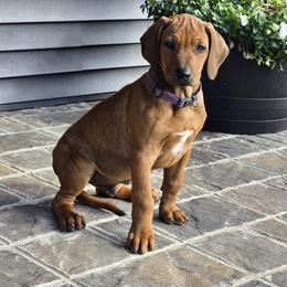 Angus  Black Orange Collar - Rd whtn blk nose male Rhodesian Ridgeback puppy in Gaffney, South Carolina from Circle D Farms