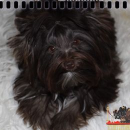 Kat - Yorkshire Terrier