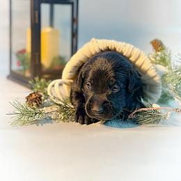 Steve - Black male Labrador Retriever puppy in Isle, Minnesota from Dog Ear Outfitters