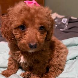 Zoey - Apricot female Goldendoodle puppy in Centralia, Missouri from Oodles Of Doodles Mo.