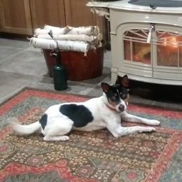 Daisy - Rat Terrier