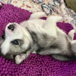 Siberian Husky Puppies from Pride Rock Siberians