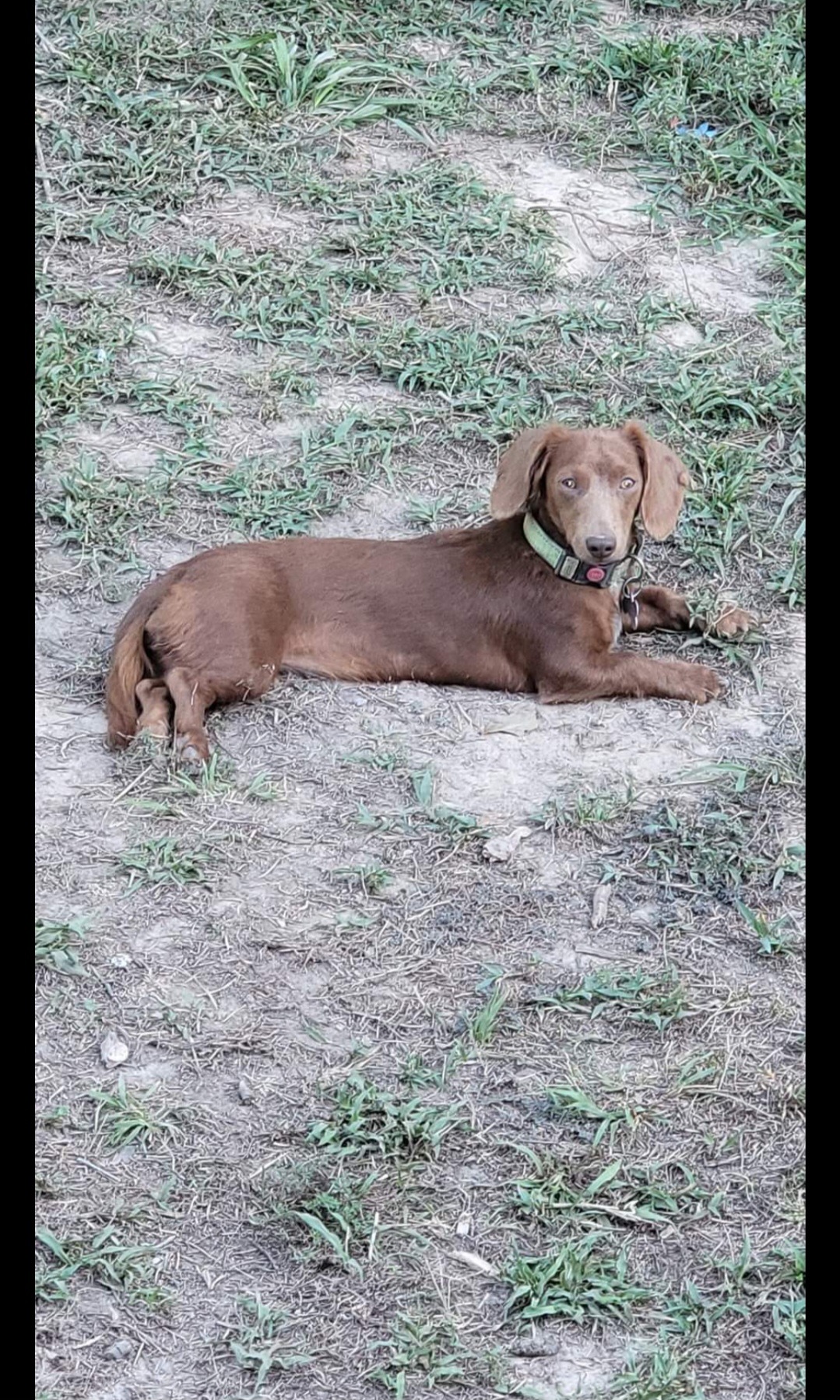 Tiny - Dachshund