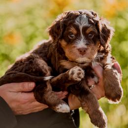 Fraser - Tri-color male Bernedoodle puppy in Cortez, Colorado from Sassy Pants Pups