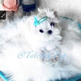 Maltese and Yorkshire Terrier Puppies from tatortot pup