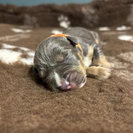 Aegon - Blue tri-color male American Bully puppy in Henderson, Kentucky from Medusa’s Bullies