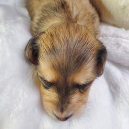 Chevie - Dapple female Dachshund puppy in Mountain Grove, Missouri from Callaway Country Dachshunds