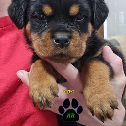 Freya - Black and mahogany female Rottweiler puppy in Tangent, Oregon from Raya's Royals