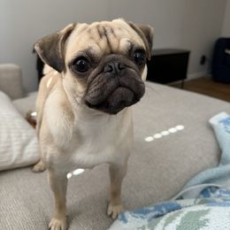 Zeke - Pug