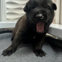 Red - Red sable male Belgian Malinois puppy in Ellerbe, North Carolina from Grand Prix Kennel