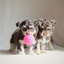 Shih Tzu Puppies from Nelly Kolomiyets