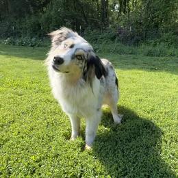 Aqua - Blue merle female Australian Shepherd puppy in Lowell, Indiana from Bearfoot Aussies and Tollers
