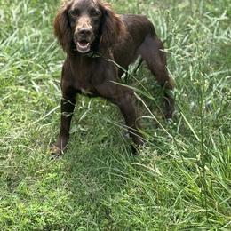 Ash - English Cocker Spaniel