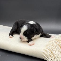 Maverick - Black tri male Miniature Australian Shepherd puppy in Covington, Pennsylvania from Rigas Mini Aussies LLC