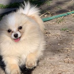 Delilah  - Pomeranian